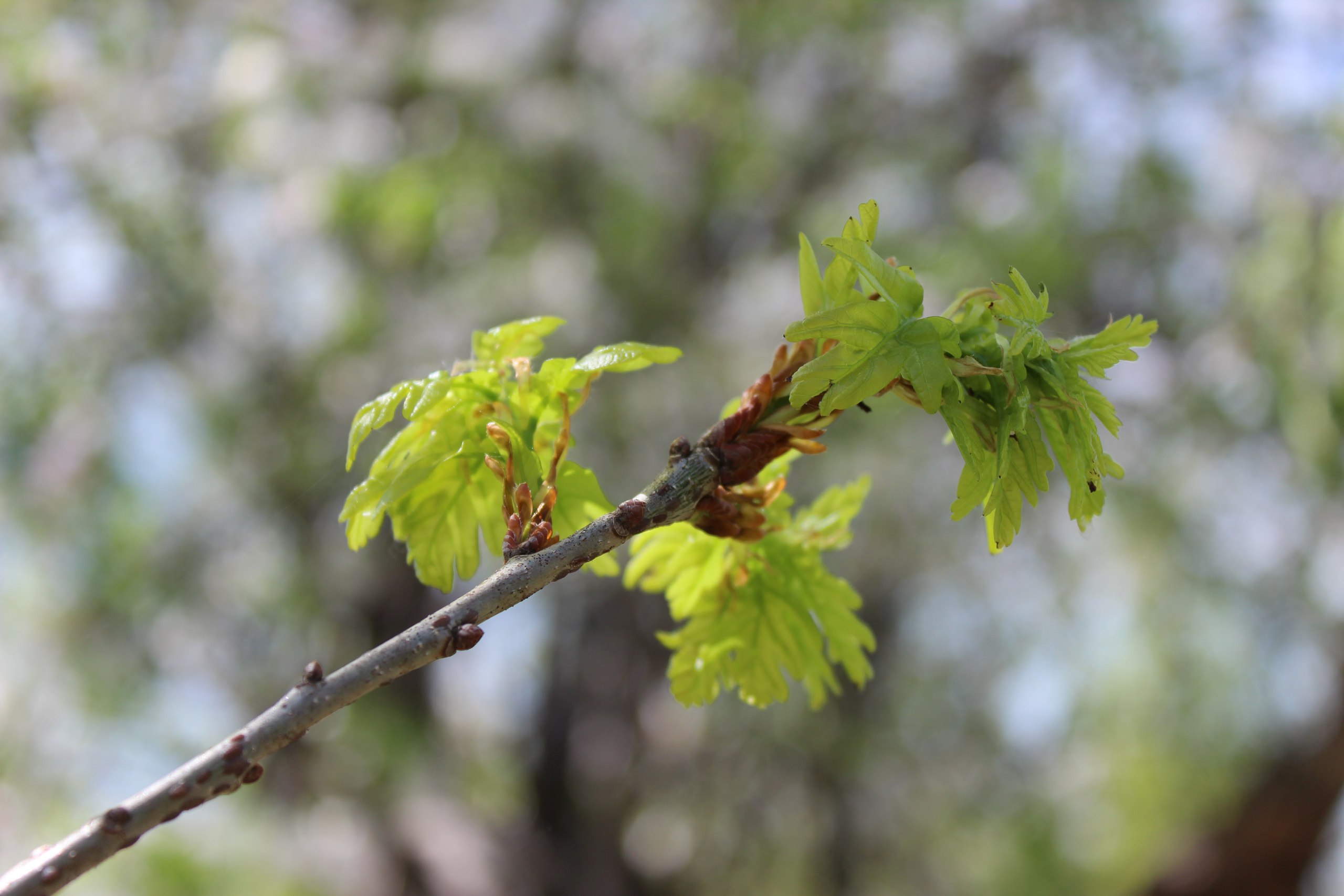 ywViwjXly84
